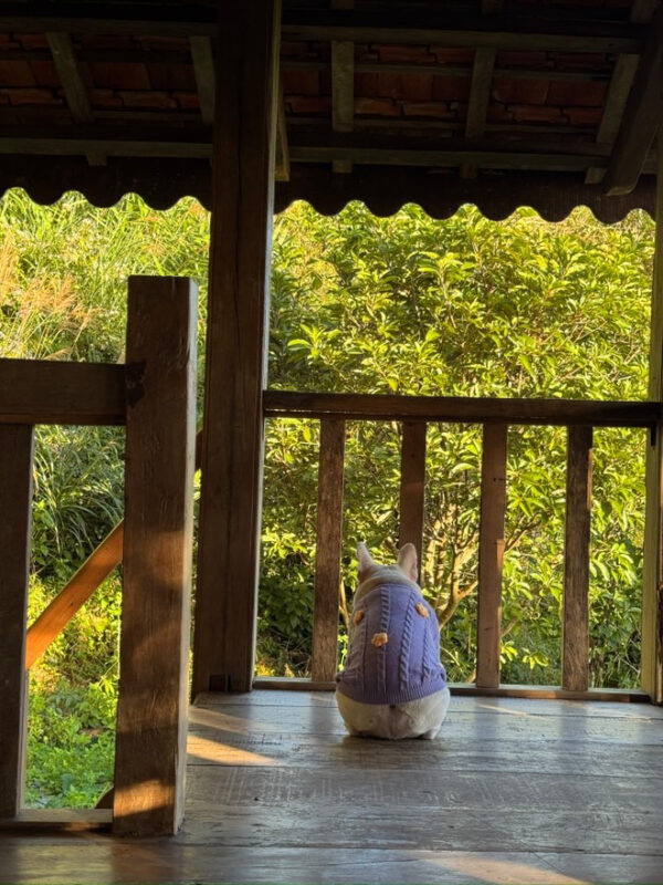 Cun cua khach hang o Cao lan 7